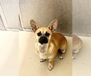 Chihuahua-Unknown Mix Dogs for adoption in Stafford, VA, USA