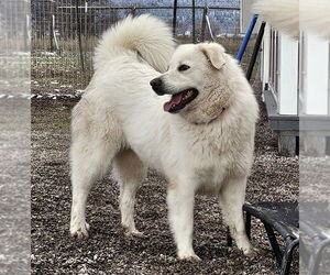 Great Pyrenees Dogs for adoption in Missoula, MT, USA