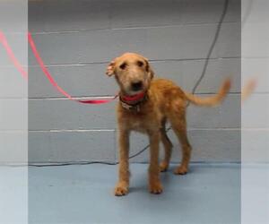 Irish Wolfhound-Unknown Mix Dogs for adoption in Moreno Valley, CA, USA