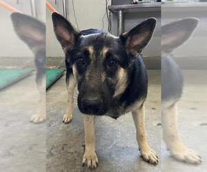 German Shepherd Dog Dogs for adoption in Camarillo, CA, USA