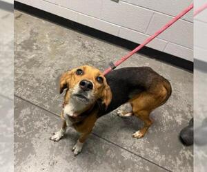 Beagle Dogs for adoption in Union Beach, NJ, USA