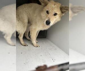 Border Collie-Cardigan Welsh Corgi Mix Dogs for adoption in Houston, TX, USA