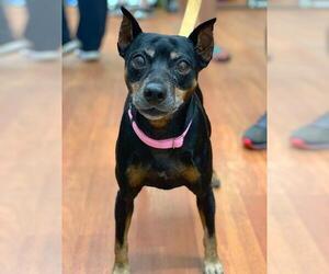 Miniature Pinscher Dogs for adoption in Richmond, IN, USA