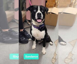 American Pit Bull Terrier-Huskies  Mix Dogs for adoption in Richmond, IN, USA