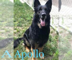 German Shepherd Dog Dogs for adoption in Kendallville, IN, USA