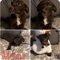 Mutt Dogs for adoption in Waterloo, IA, USA