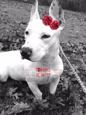 Bull Terrier Dogs for adoption in Bronx, NY, USA