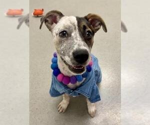 Mutt Dogs for adoption in San Francisco, CA, USA