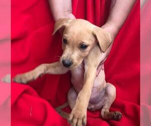 Labrador Retriever Dogs for adoption in Los Banos, CA, USA