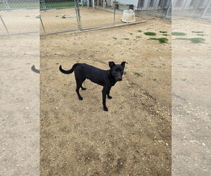 Mutt Dogs for adoption in Maquoketa, IA, USA