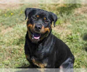 Rottweiler Dogs for adoption in Placerville, CA, USA