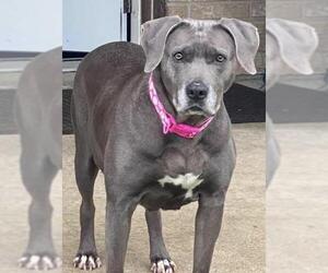American Pit Bull Terrier-Labrador Retriever Mix Dogs for adoption in Royse City, TX, USA