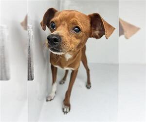 Chihuahua Dogs for adoption in Houston, TX, USA