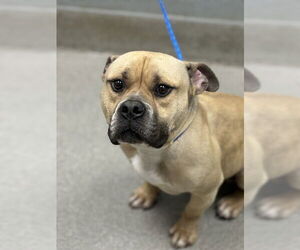 American Pit Bull Terrier-Unknown Mix Dogs for adoption in Las Vegas, NV, USA