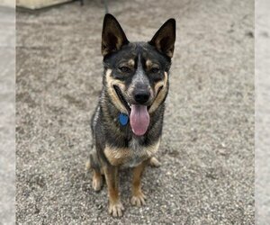 German Shepherd Dog-Siberian Husky Mix Dogs for adoption in Ames, IA, USA