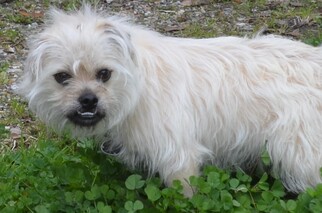 Mutt Dogs for adoption in Harpswell, ME, USA