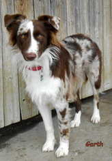 Australian Shepherd Dogs for adoption in Oskaloosa, IA, USA