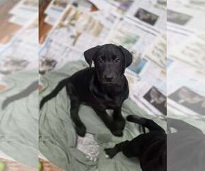 Labrador Retriever-Unknown Mix Dogs for adoption in SHERBURNE, NY, USA