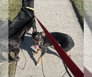 German Shepherd Dog-Miniature Pinscher Mix Dogs for adoption in Fishers, IN, USA