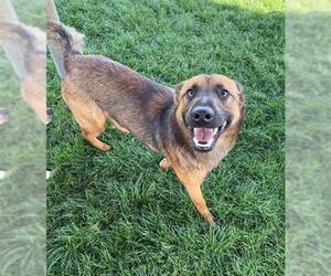 German Shepherd Dog Dogs for adoption in Bakersfield, CA, USA