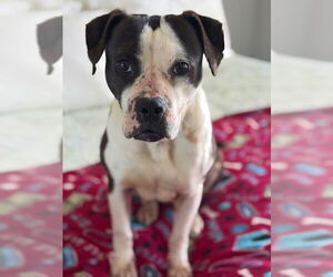 American Pit Bull Terrier-Unknown Mix Dogs for adoption in Charlotte, NC, USA