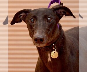 Greyhound Dogs for adoption in Minneapolis, MN, USA
