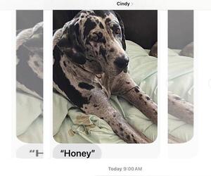 Great Dane Dogs for adoption in Fallbrook, CA, USA