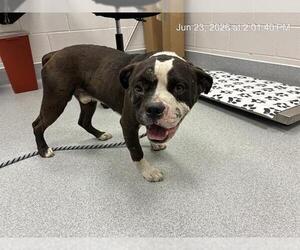 Bulldog-Unknown Mix Dogs for adoption in Ocala, FL, USA