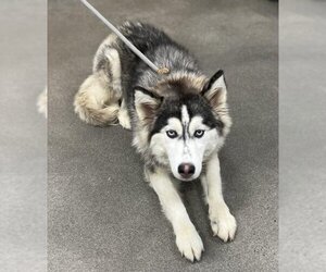 Huskimo Dogs for adoption in Forestville, MD, USA