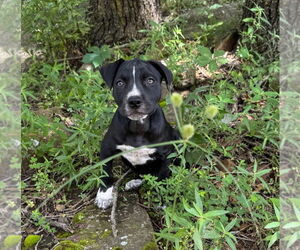 American Pit Bull Terrier Dogs for adoption in Claremore, OK, USA
