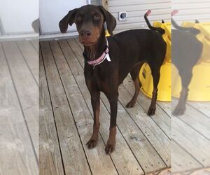 Doberman Pinscher Dogs for adoption in New York, NY, USA
