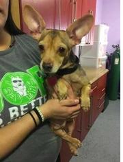 Chihuahua Dogs for adoption in Mission, KS, USA