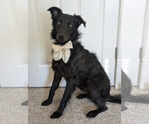 Retriever -Unknown Mix Dogs for adoption in Sandy, UT, USA