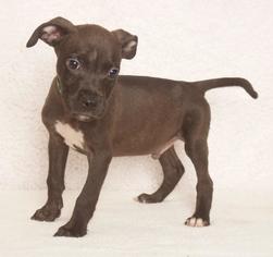 Medium Photo #1 American Bulldog-Labrador Retriever Mix Puppy For Sale in Columbus, GA, USA