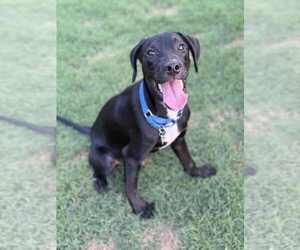 Mutt Dogs for adoption in Shelburne, VT, USA