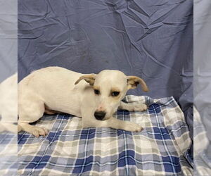 Chihuahua Dogs for adoption in Modesto, CA, USA