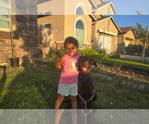 Labrador Retriever-Unknown Mix Dogs for adoption in Clovis, CA, USA