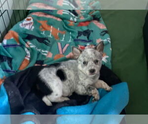 Mutt Dogs for adoption in Garden City, NY, USA