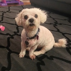Bichon Frise Dogs for adoption in Kent, OH, USA