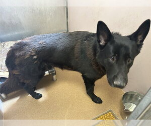 German Shepherd Dog Dogs for adoption in Martinez, CA, USA