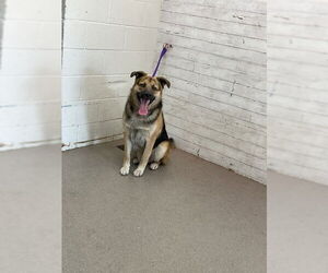 German Shepherd Dog Dogs for adoption in San Bernardino, CA, USA