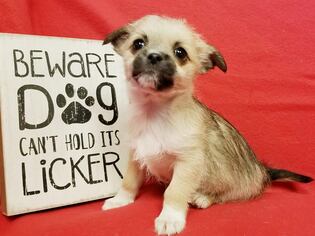Medium Photo #1 Chussel Puppy For Sale in Modesto, CA, USA
