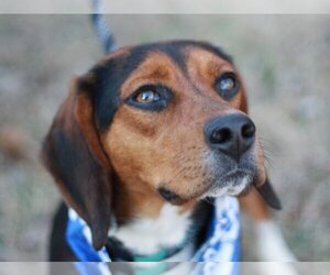 Beagle-Unknown Mix Dogs for adoption in Cookeville, TN, USA