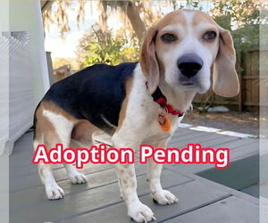 Beagle Dogs for adoption in Dunnellon, FL, USA