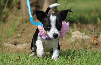 Chiweenie Dogs for adoption in Ocean Springs, MS, USA