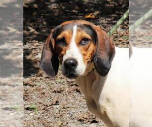 Treeing Walker Coonhound-Unknown Mix Dogs for adoption in Marble, NC, USA