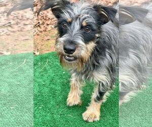 Mutt Dogs for adoption in Lakemont, GA, USA