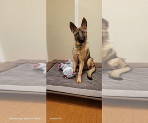 German Shepherd Dog Dogs for adoption in Modesto, CA, USA