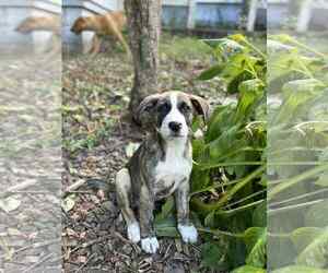 Labrador Retriever-Unknown Mix Dogs for adoption in Binghamton, NY, USA