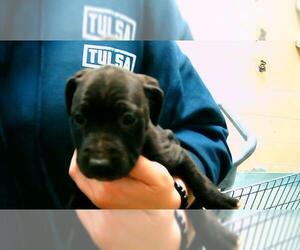 Mutt Dogs for adoption in Tulsa, OK, USA